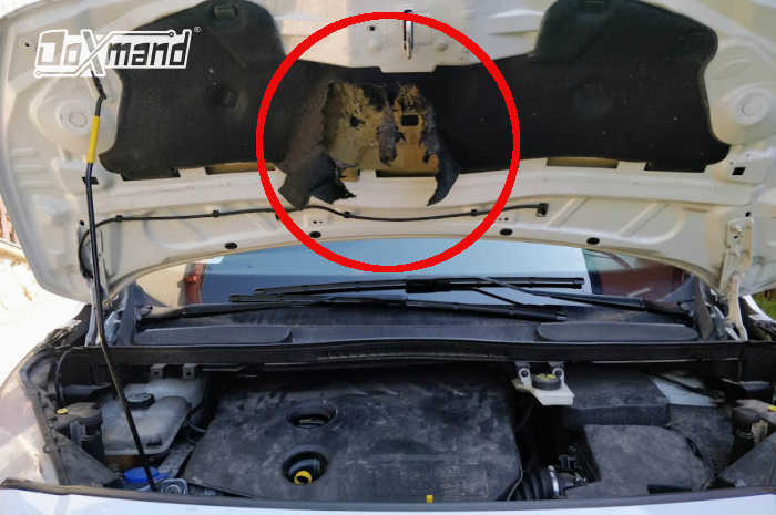 Ilyen egy nyestkár az autóban. De hogyan védekezz ellene?