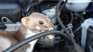 A nyestek kárt tesznek az autó motorterében. Nézd meg mit tehetsz ellene!